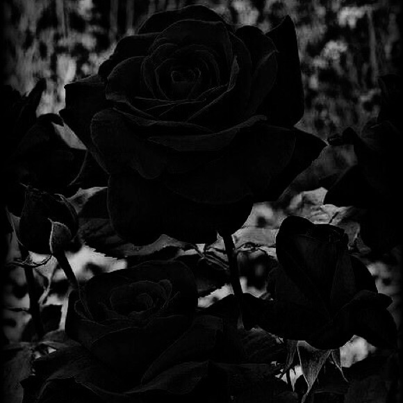 persephonia
